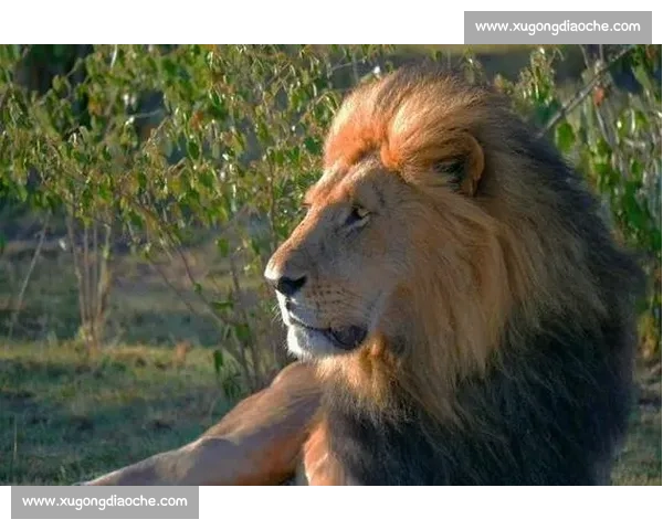 鹰与猫的天空与地面智慧对决自然法则的生存博弈终极较量与力量平衡探索